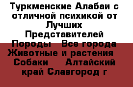 Туркменские Алабаи с отличной психикой от Лучших Представителей Породы - Все города Животные и растения » Собаки   . Алтайский край,Славгород г.